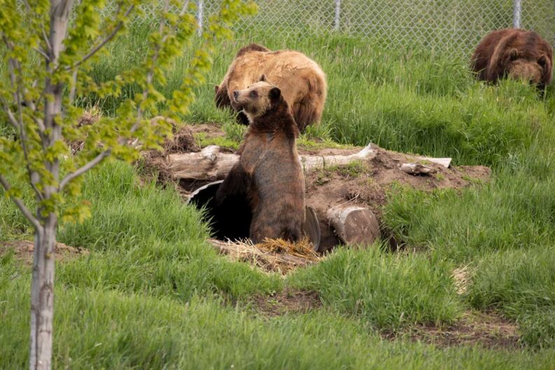 Bears coming out den. 