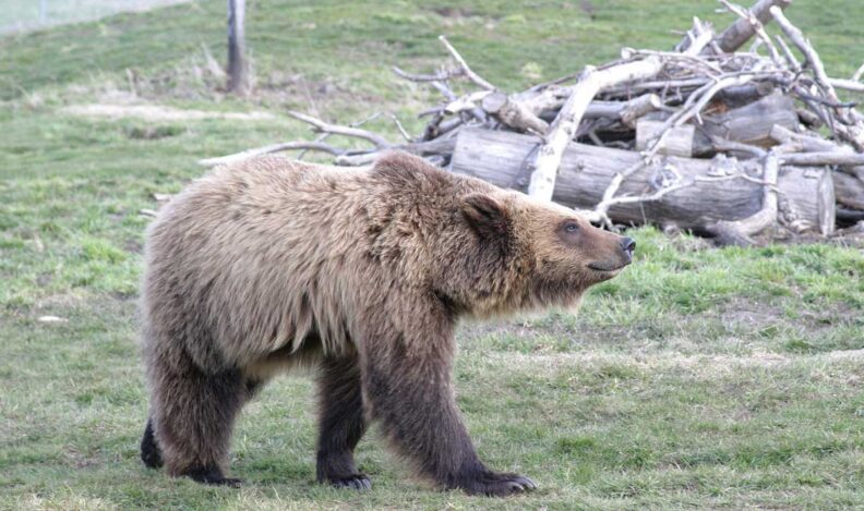 Bear walking in field.