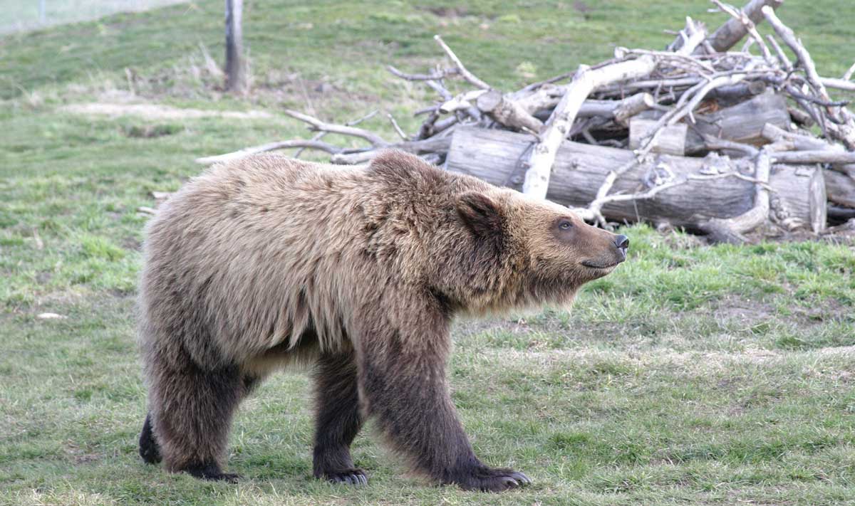 Bear walking in field.