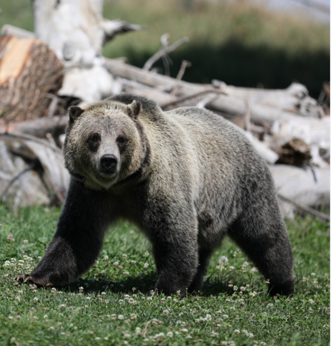 Bear walking on grass.