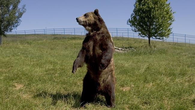 Bear standing on its hind legs.