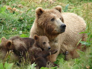 Mama bear standing next to her cubs.