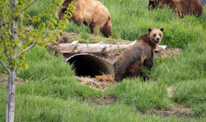 Bear coming out of a den.