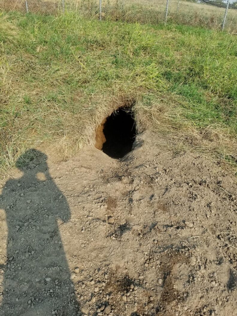 Bear den in the ground.