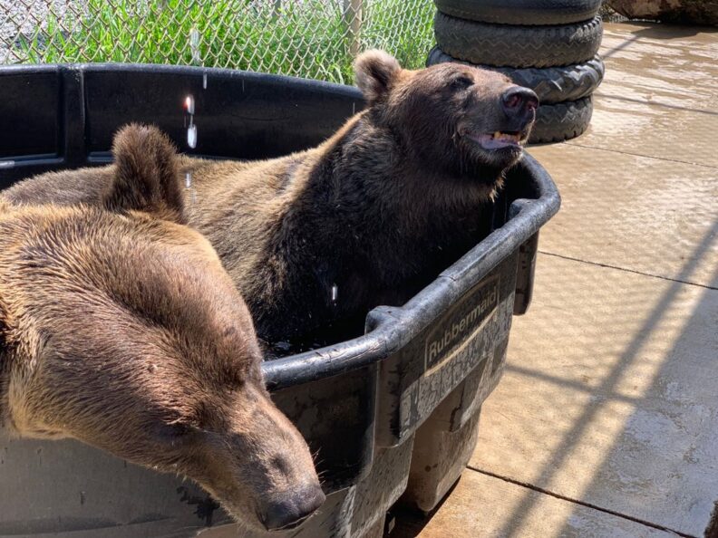 Two small bears playing in a tub of water.