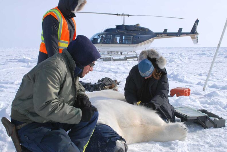Three researchers working on a drugged polar bear in a snowy field with a helicopter in the background.