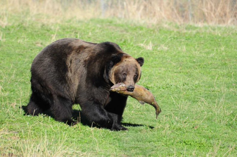 Bear carrying a salmon in its mouth.