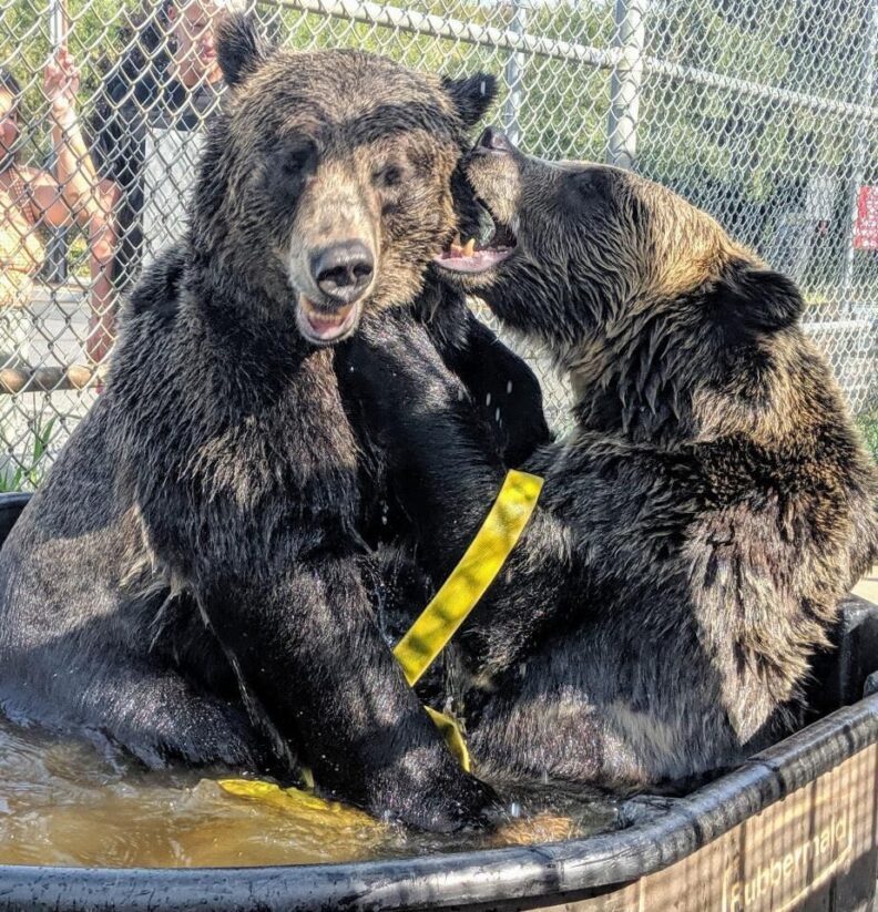 Dodge and Zuri, grizzly bear siblings, playing in the pool.