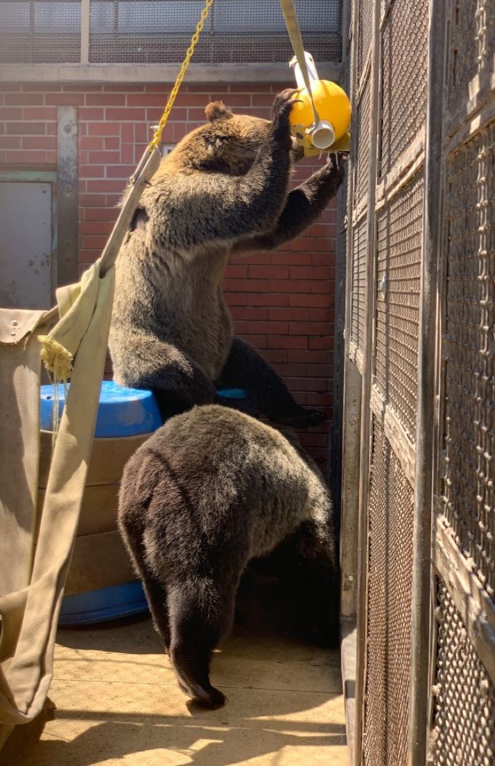 Bear playing with a toy. 