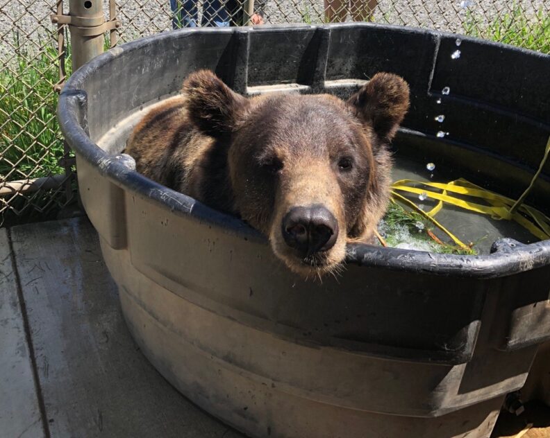 Cub bear sitting in water barrel.