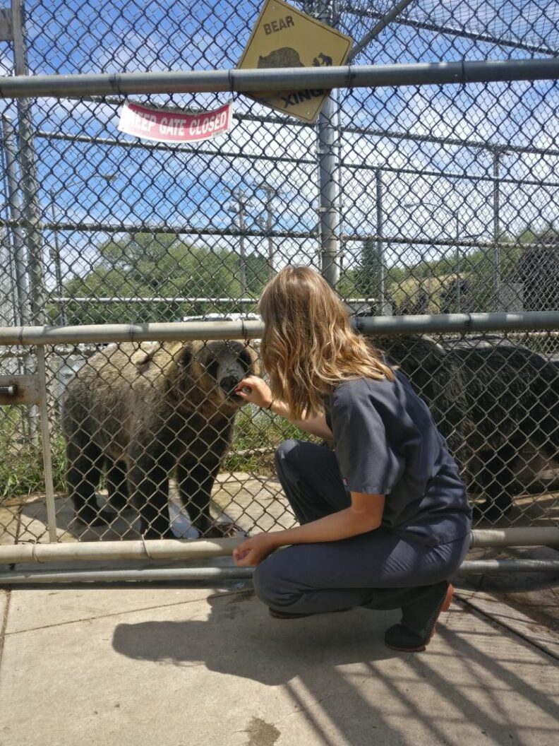 Bear Center volunteer Claire giving Willow bear a treat.