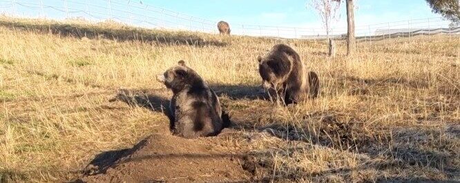 Oakley standing in den she is digging as Cooke watches.