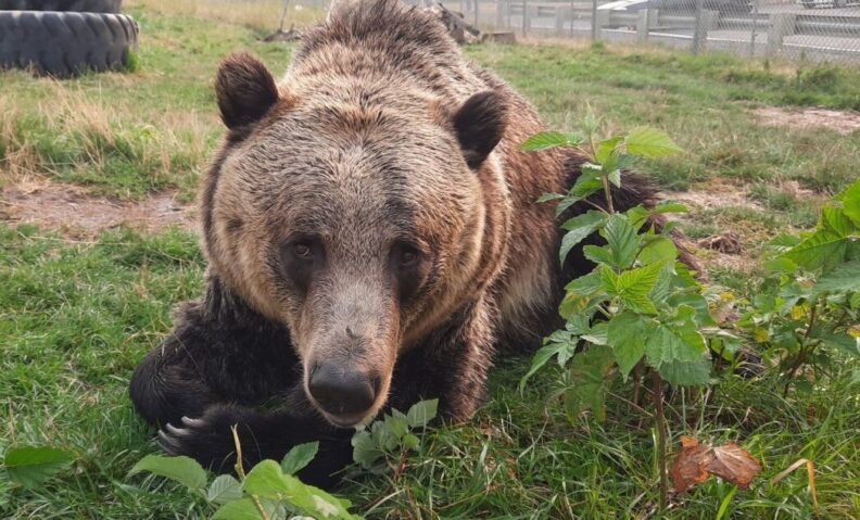Zuri bear lying in yard on her belly.