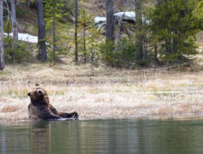Grizzly bear cooling down in water.