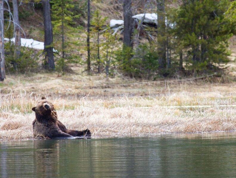 Grizzly bear cooling down in water.