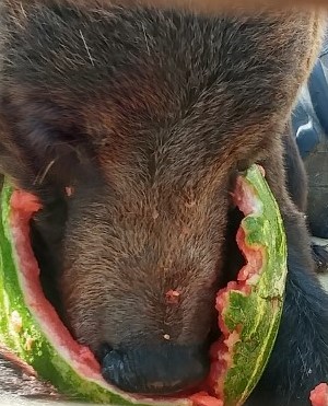 Bear eating inside of watermelon.