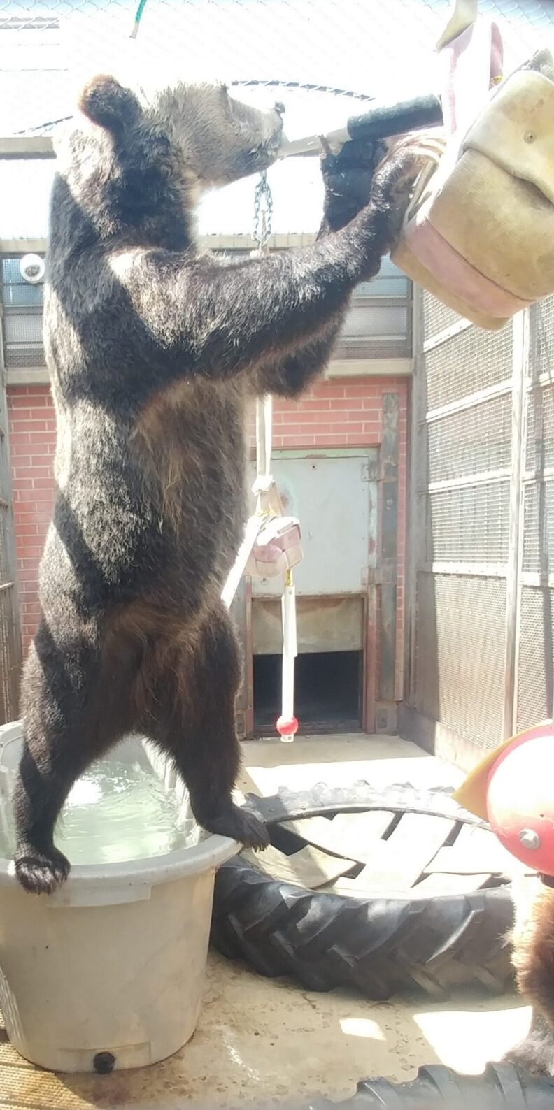 Oakley standing on tub to reach enrichment item.