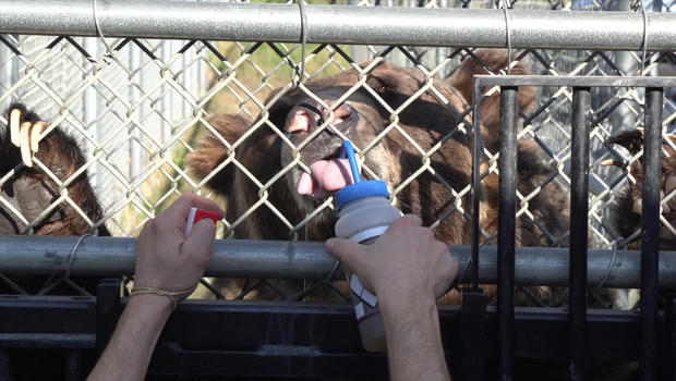 Clicker training grizzly bear with honey water