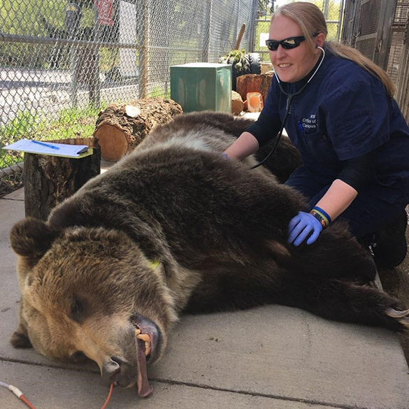 Jessie May McCleary using a stethoscope on a sedated bear in a Bear Center enclosure.