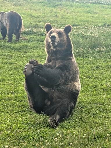 A bear sitting on its hind end stretching its back leg with front paws.