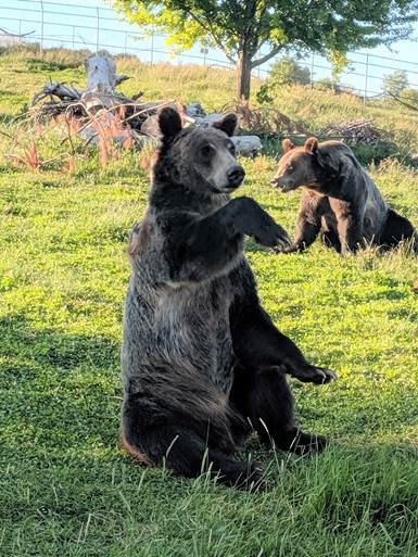 A bear sitting on its hind end waving its paw.