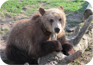 Grizzly cub on log.