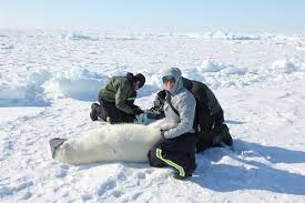 Jasmine Ware and two other researcher taking polar bear vitals. 