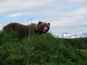 Grizzly bear on a grass hill in the wild.