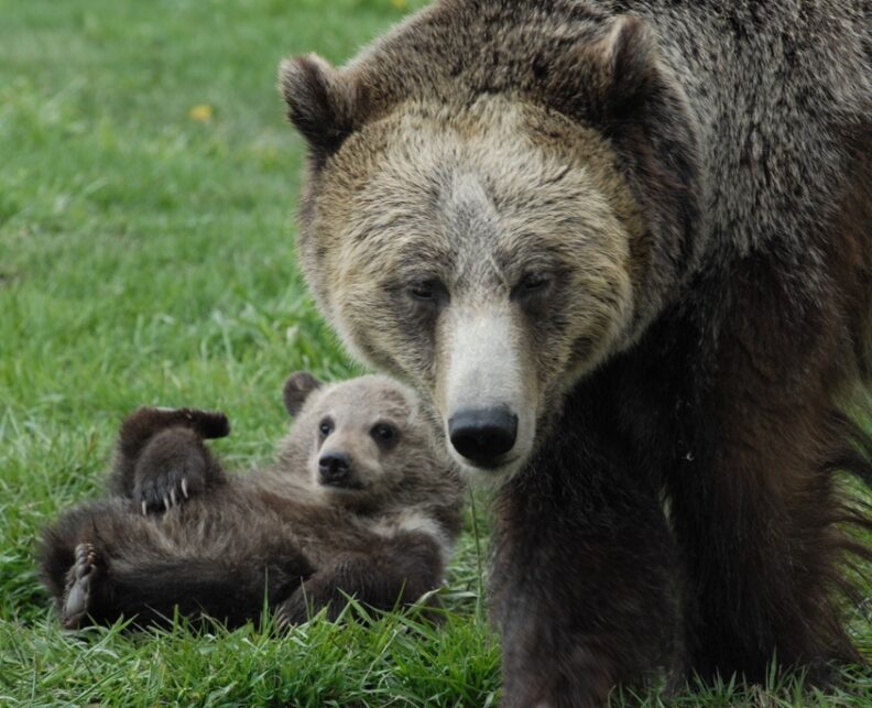 Mama bear standing next to her cub.