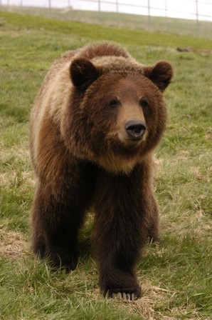 Brown bear walking.