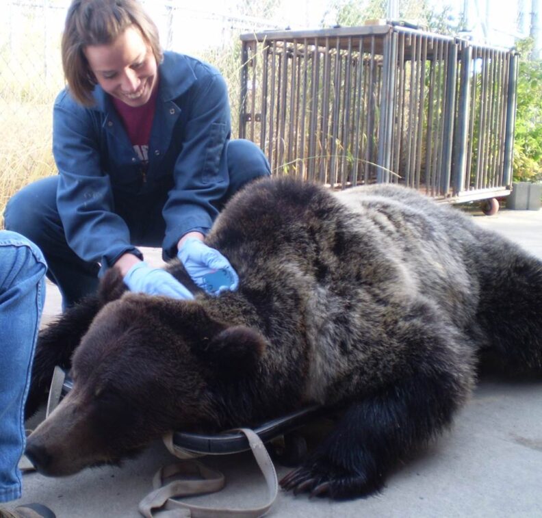 Woman doing a checkup on bear.