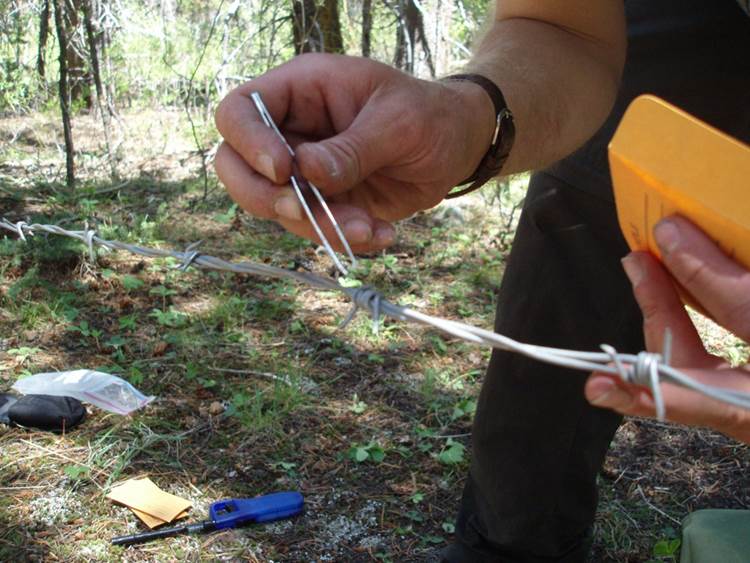 Student gathering fur from barbed fence.