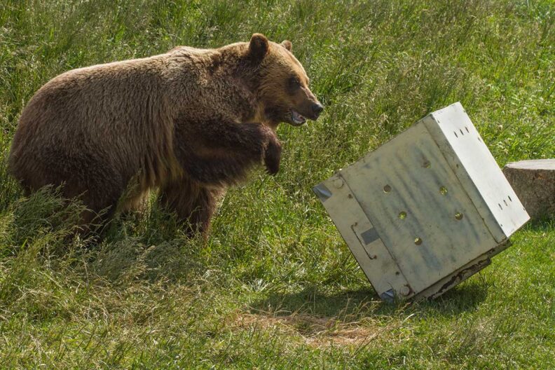 Bear playing with a box. 