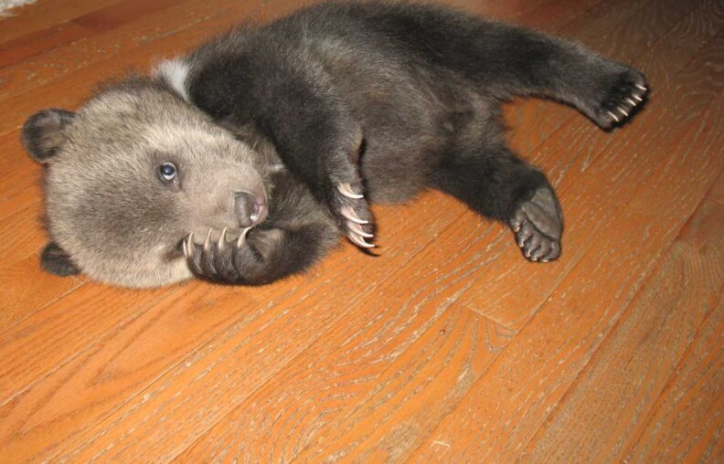 Bear cub laying on floor. 