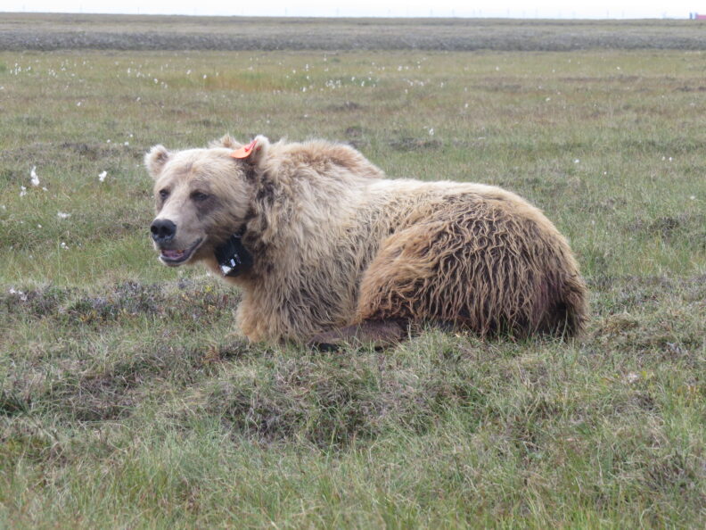 Bear waking up from field procedures 