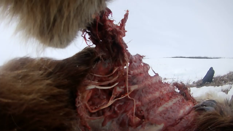 Video camera clip of a bear feeding on an adult caribou.
