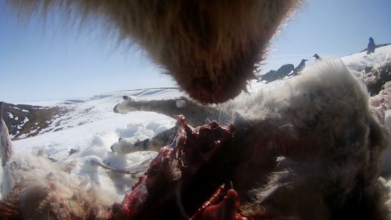 Video camera clip shows a bear feeding on a caribou carcass.
