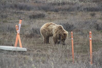 A grizzly bear digs for plant roots next to buried fiber optic cable on Alaska's North Slope in May 2026
