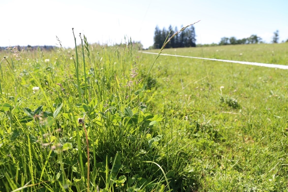 Picture of two grazing cells side-by-side. The left is ungrazed and is very diverse with clover and grass and wildflowers. The grazed portion is grazed close to the ground.