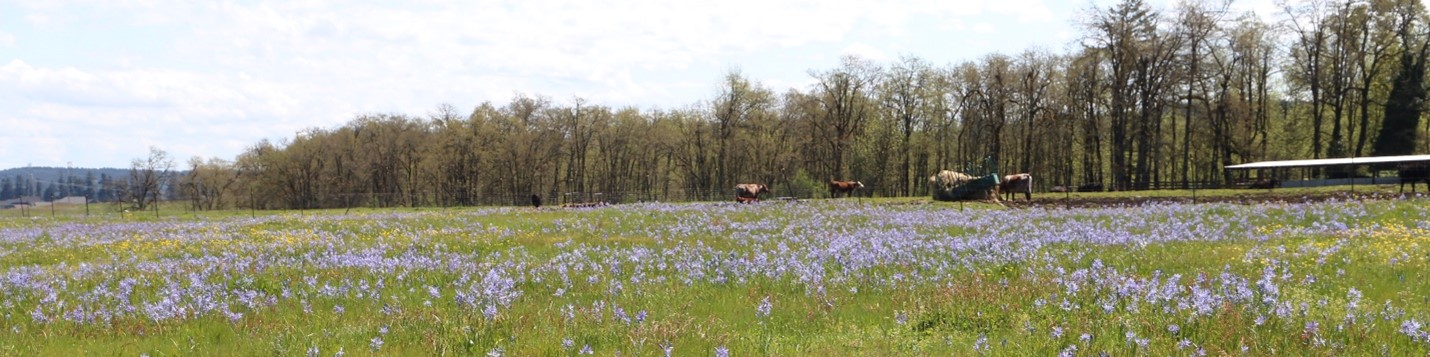 A field of purple camas with oak trees in the background. There are cattle in an area fenced off from the blooming camas. This is an example of a grazing deferment.