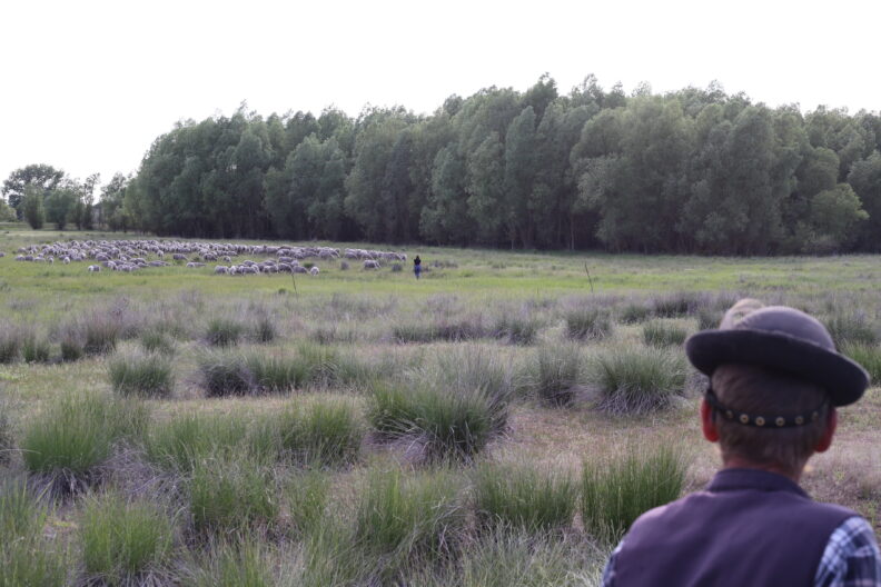 Hungarian herder looking over pasture of sheep