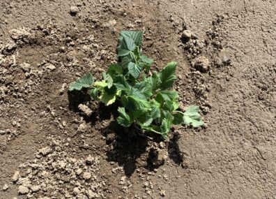 Raspberry variety captured immediately after planting