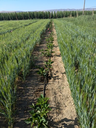 A long row of irrigated blackberry plants.