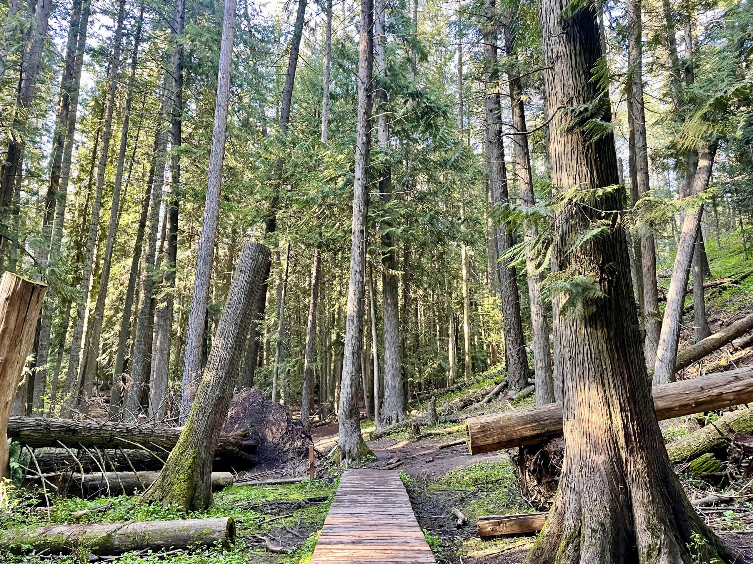 An image of a wooden walking bridge inside the Idler's Rest Nature Preserve near Moscow, Idaho.
