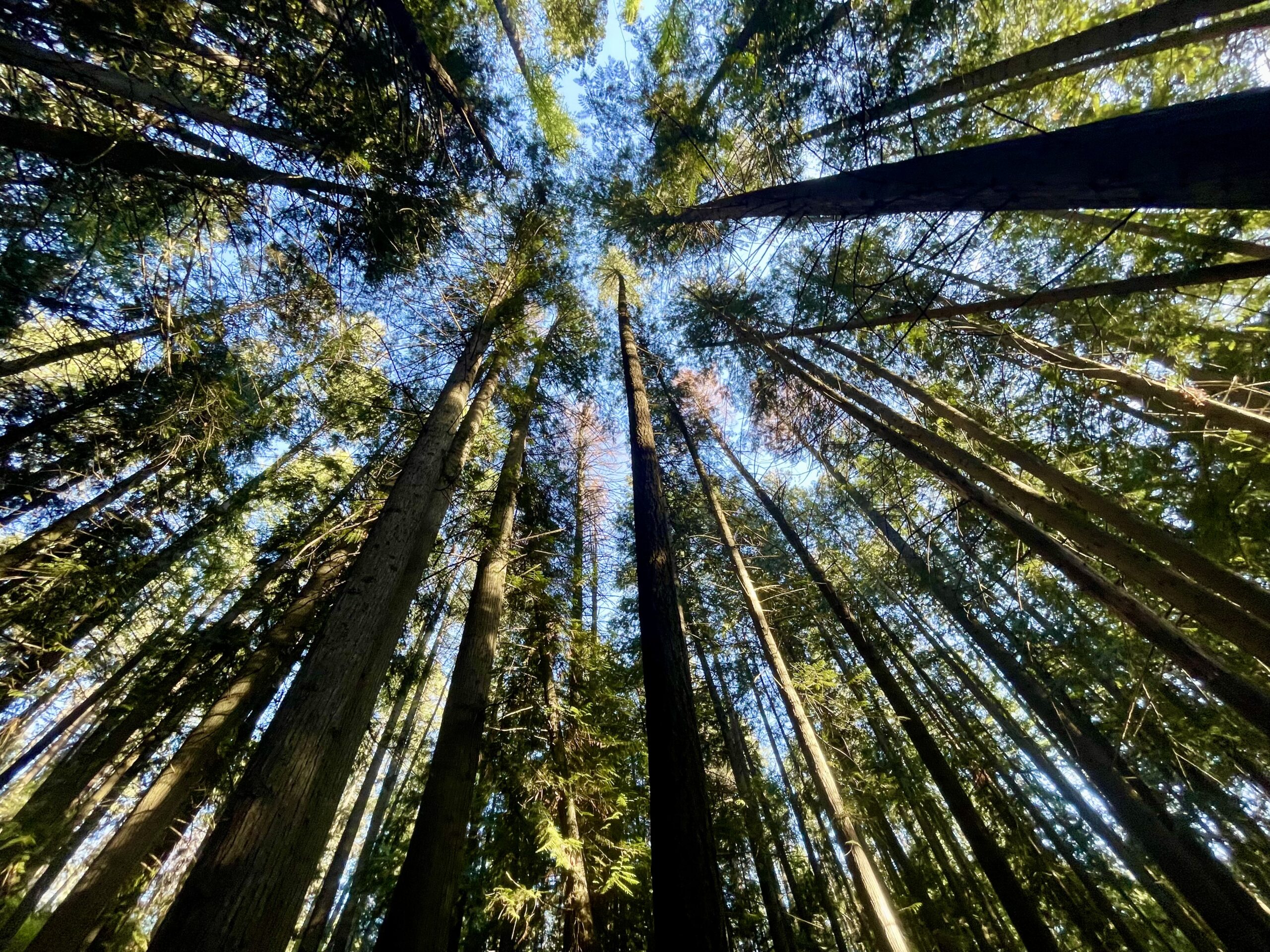 An image of treetops agains the blue sky in the Idler's Rest Nature Preserve near Moscow, Idaho.