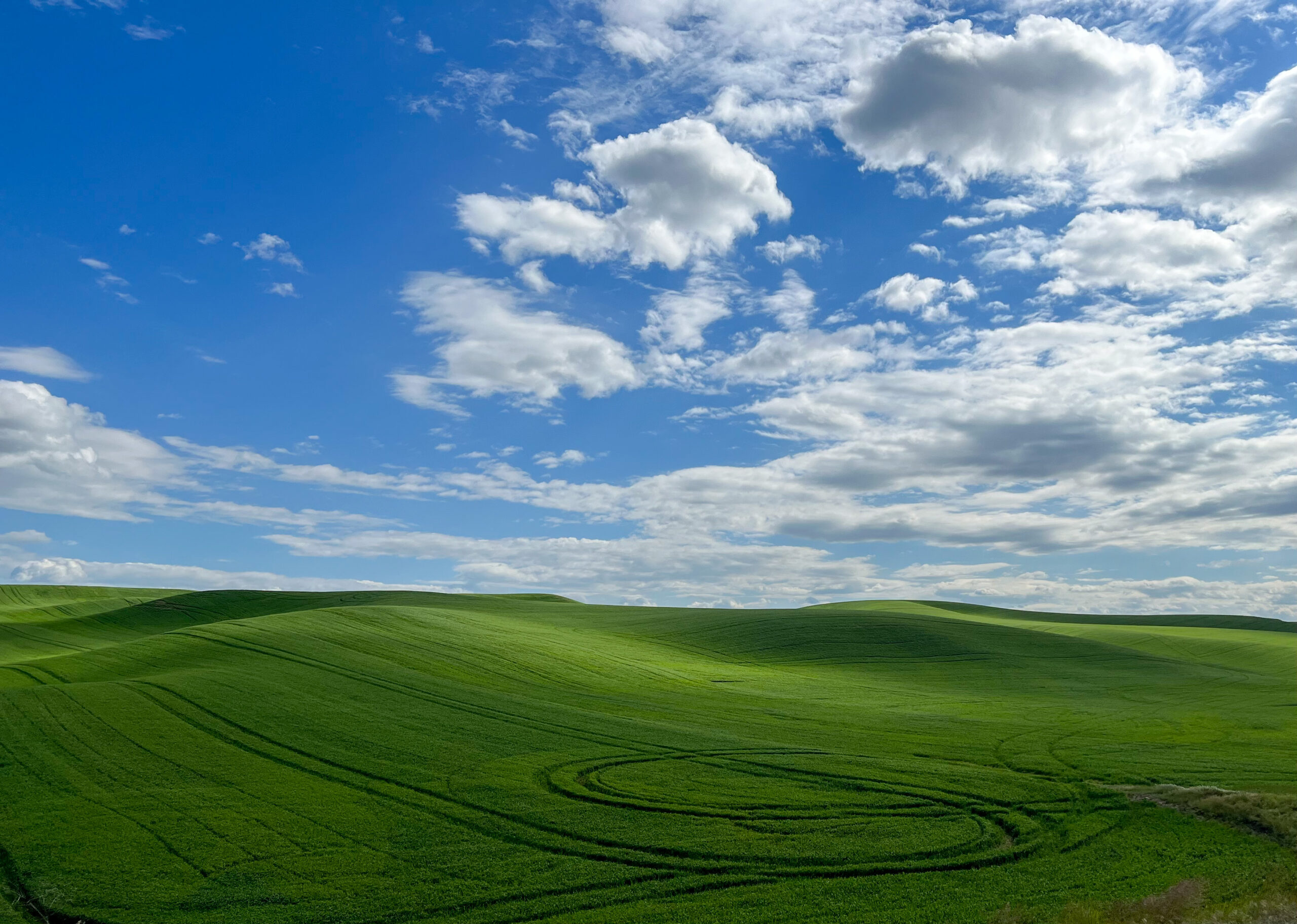 An image of the green rolling hills of the Palouse against a blue sky backdrop with fluffy white clouds.