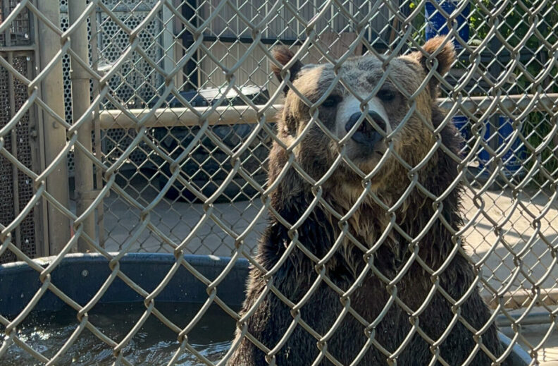 An image of one of the grizzly bears housed at the Washington State University Bear Research, Education and Conservation Center on the Pullman campus.