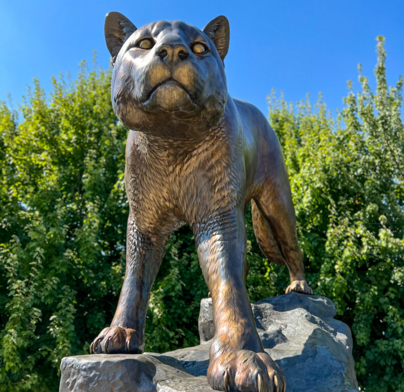 An image of The Cougar Pride, an 11-foot bronze cougar statue located outside Gesa Field at Washington State University Pullman.