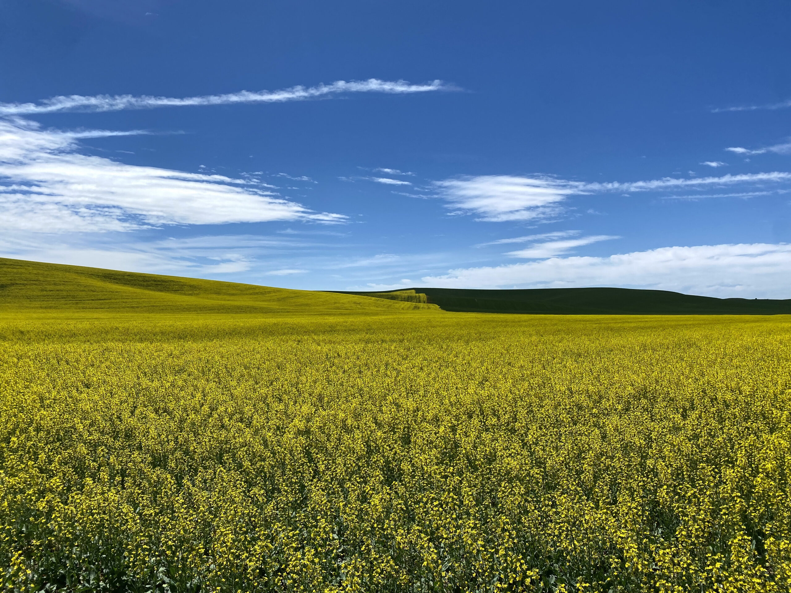An image of canola fields on the rolling hills of the Palouse in Whitman County, Washington.