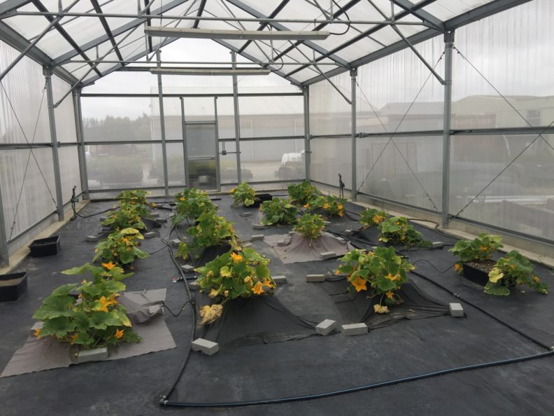 Leafy green plants with orange blossoms stand in neat rows underneath a greenhouse roof on a foggy day.